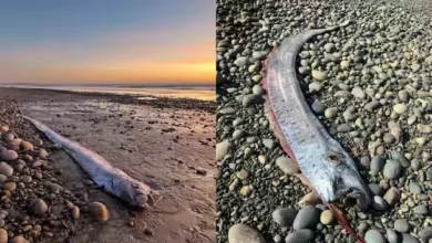 Mengapa Ikan Kiamat Dikaitkan dengan Bencana Alam, Hal ini Jawaban Ilmiahnya