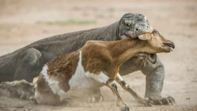 2 Komodo Terpanjang dalam tempat Dunia, Keduanya Lebih dari Tiga Satuan Pengukuran