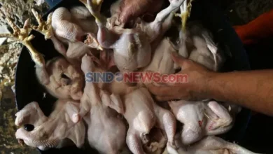 Geger Ayam Gelonggongan Disuntik Air Kotor, Menko Zulhas Kaget