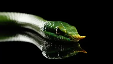 Spesies Baru Ular Bermoncong Tanduk Ditemukan pada India