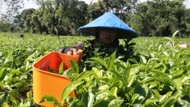 Perbedaan karyawan juga buruh: Definisi, hak, kemudian status pekerjaan